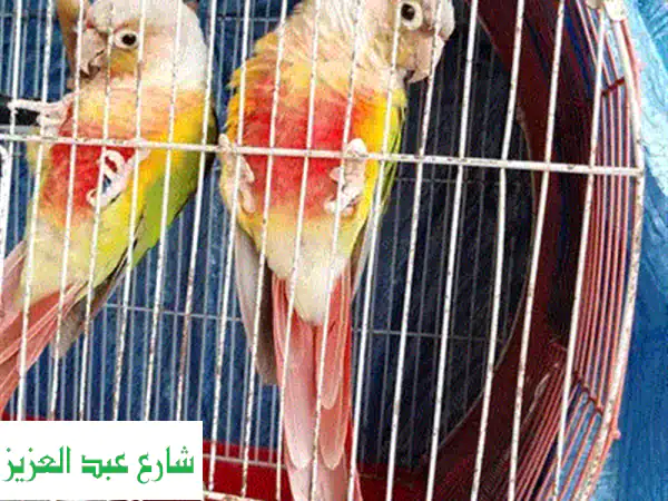 كنت عايز اشتري ثلاث اجواز بينابول مستواهم حلو