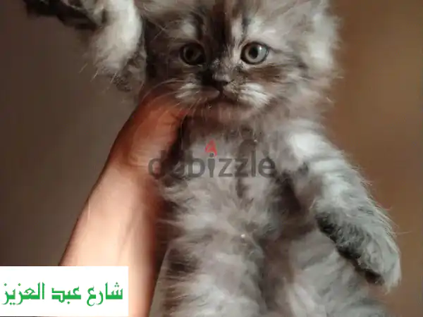 قطط صغيرة