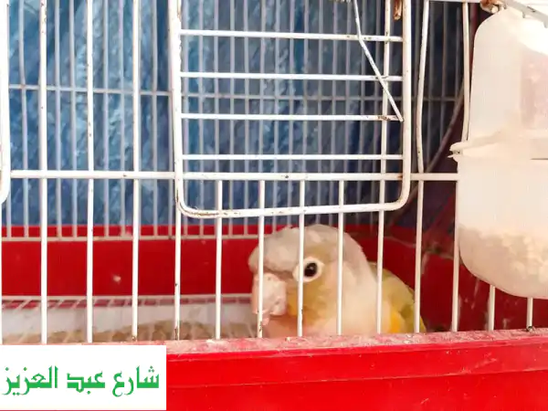 كنت عايز اشتري ثلاث اجواز بينابول مستواهم حلو