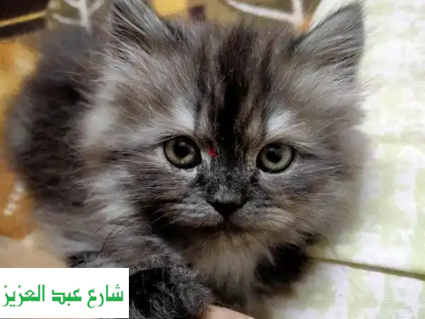 قطط صغيرة