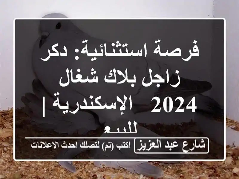 فرصة استثنائية: دكر زاجل بلاك شغال 2024 - الإسكندرية...