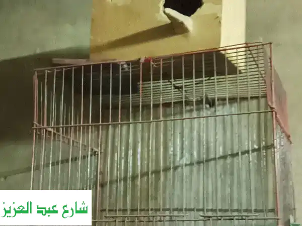 فرصة! قفص عصافير شبه جديد | تصميم مريح لطيورك |...