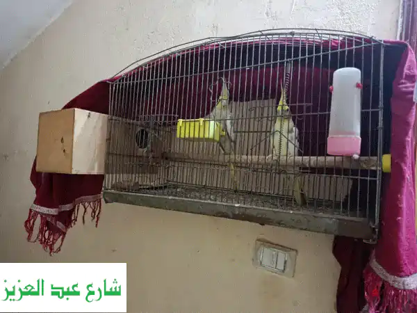 فرصة استثنائية: زوج حمام ايزبيل فاخر للبيع بـ 6 أكتوبر...