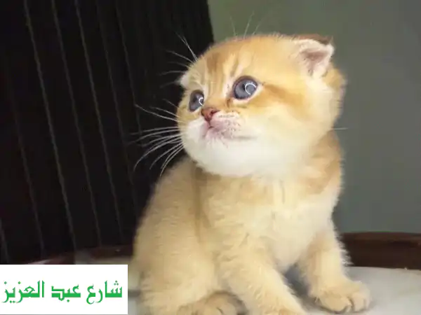 high end rarity kittens for sale