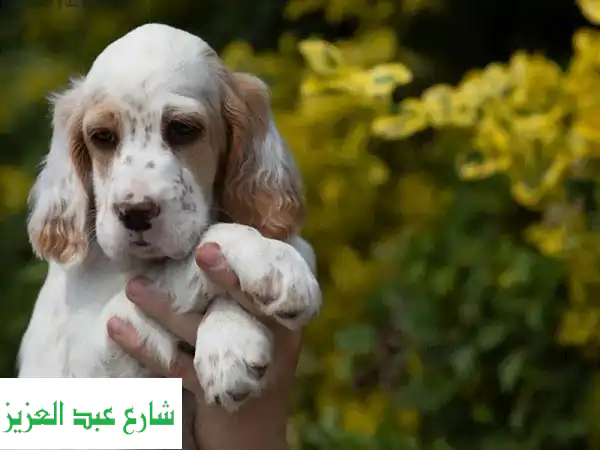 جرو إنجلش سيتير مستورد: جودة أوروبية فاخرة وشخصية رائعة - فرصة اقتناء نادرة!
