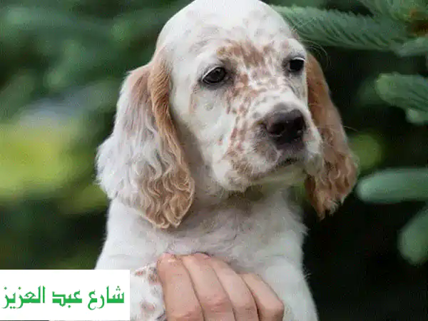 جرو إنجلش سيتير مستورد: جودة أوروبية فاخرة...