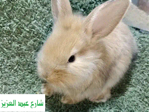 ارانب زينه في حلوان كلمني واتس