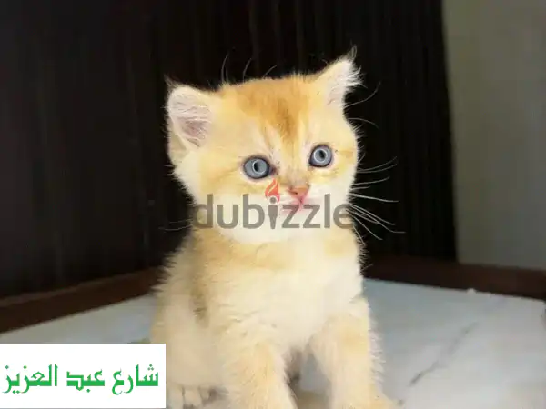 high end rarity kittens for sale