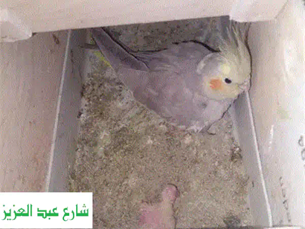 فرصة استثنائية: زوج حمام ايزبيل فاخر للبيع بـ 6 أكتوبر - الحي الثاني (ذكر ونتاية وبالقفص!)