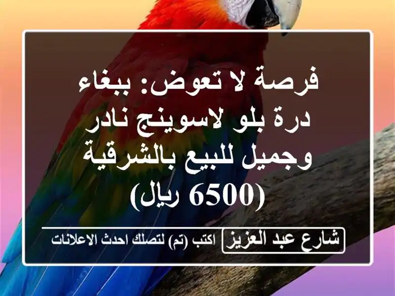 فرصة لا تعوض: ببغاء درة بلو لاسوينج نادر وجميل...
