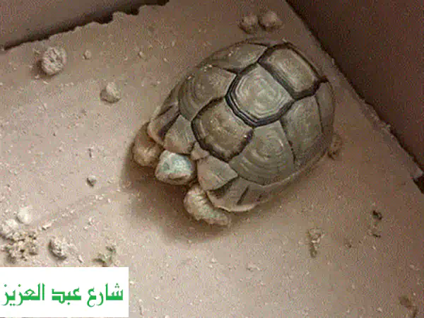 سلحفاه صغيره