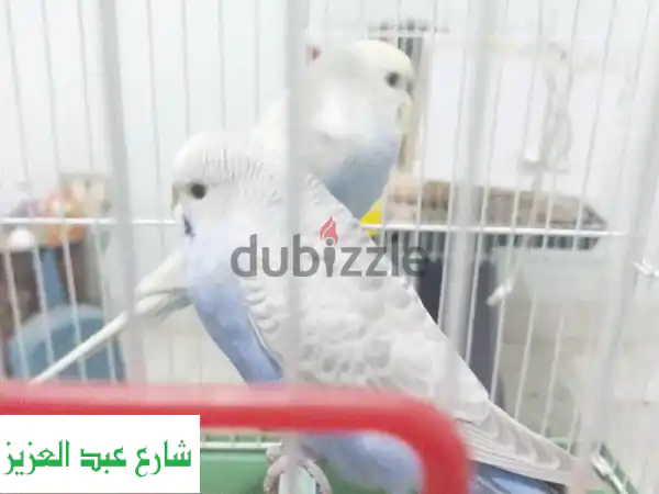 رينبو ذكر وانثي