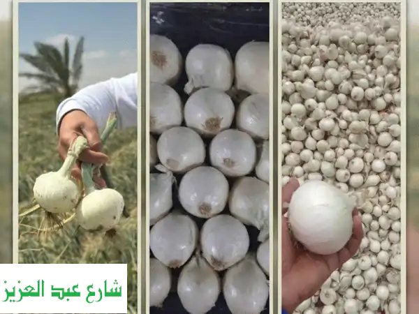 premium sweet white onions  back in stock atalshams company we value our customers'feedback...
