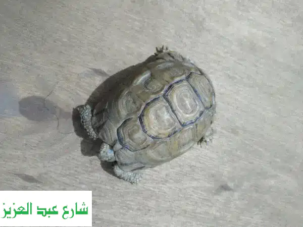 سلحفاه صغيره