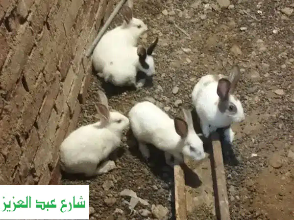 ارانب
