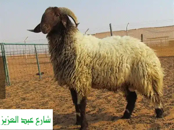 ذبح ضانى
