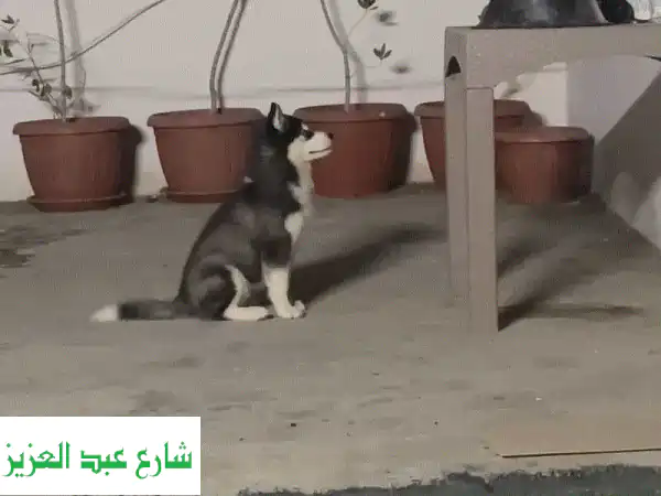 فرصة ذهبية: كلب هاسكي مستوى عالمي للبيع | عيون زرقاء آسرة | جرو 4 شهور مطعم بالكامل (الأب بطل!)