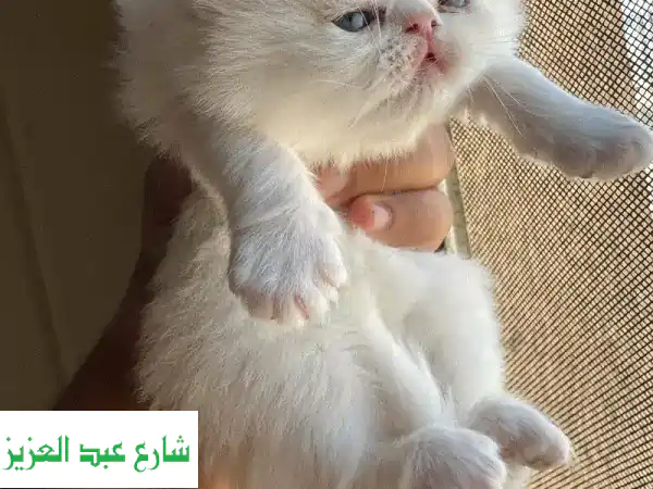 قطط شيرازى شهرين دباديب