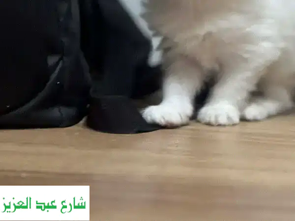 قطط شيرازى شهرين دباديب