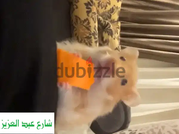 متاح استضافه لحيواناتكم الاليفه50 egy