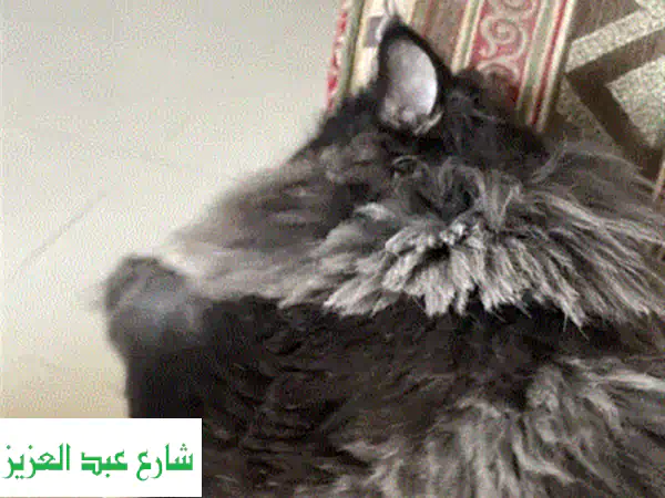 متاح استضافه لحيواناتكم الاليفه50 egy