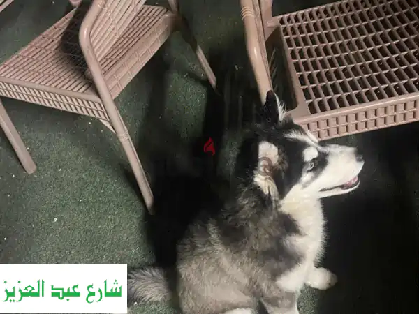 فرصة ذهبية: كلب هاسكي مستوى عالمي للبيع | عيون...