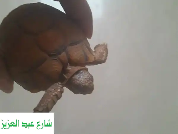 تبنى رفيقك الهادئ: سلحفاة صغيرة أليفة ووديعة (3-4...