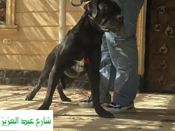 For Sale: Male Cane Corso