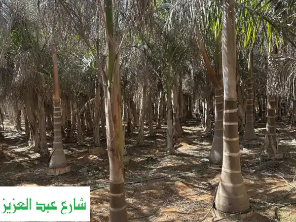 نخل ملوكي بسعر الجملة