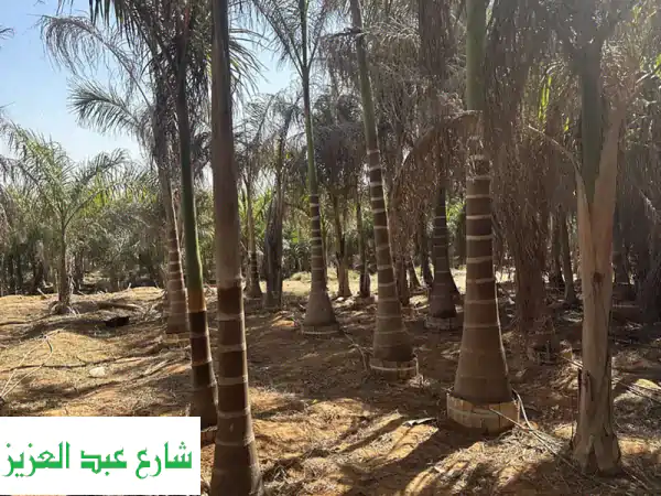 نخل ملوكي بسعر الجملة