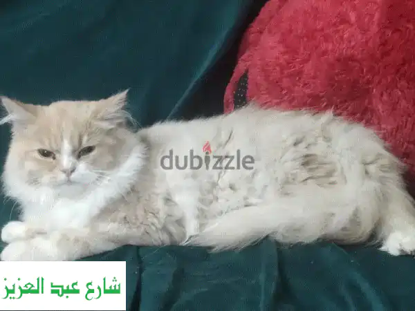 قطين شيرازي عمر خمس شهور للتبني