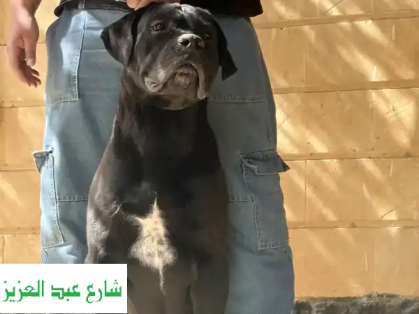 For Sale: Male Cane Corso