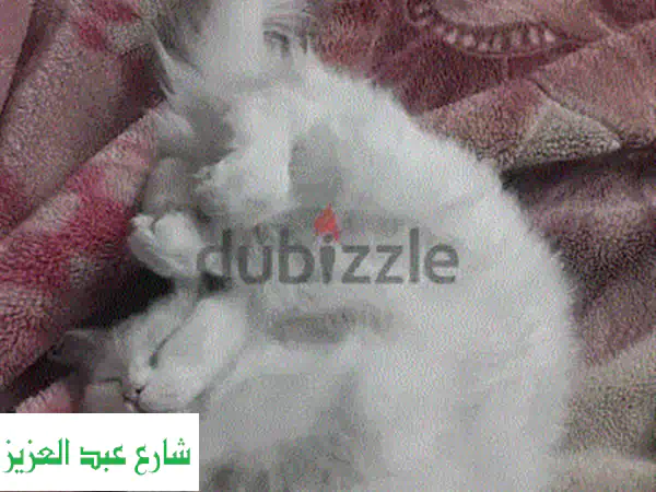 قطين شيرازي عمر خمس شهور للتبني