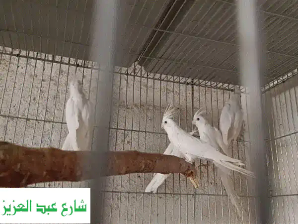 5 حتت كوكتيل البينو شغالين