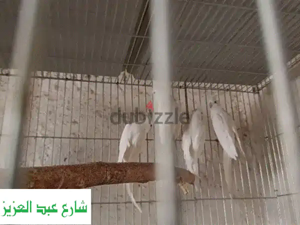 5 حتت كوكتيل البينو شغالين