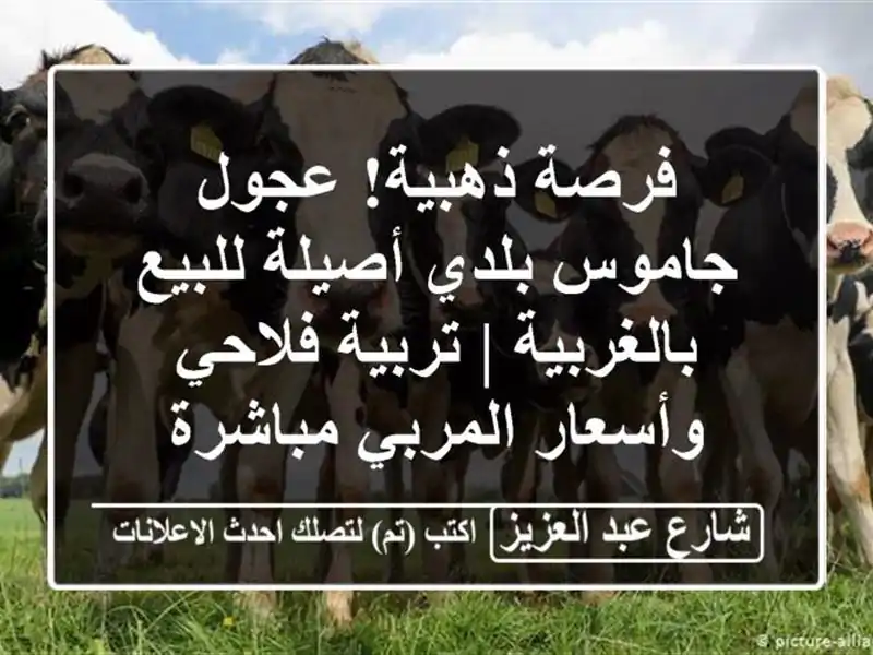 فرصة ذهبية! عجول جاموس بلدي أصيلة للبيع بالغربية...