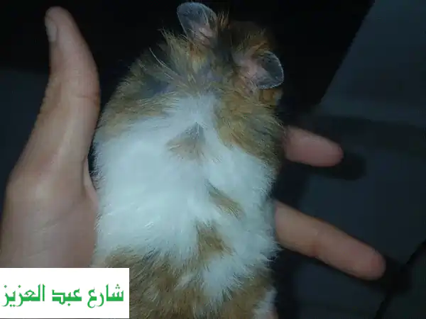 هامستر أليف ذكر للبيع: عمر 5 شهور | رفيقك الصغير...