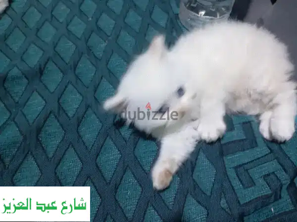 اجذب قلبك بقط شيرازي بيور! 🐾 | لعوب، طيب، 50 يوم |...