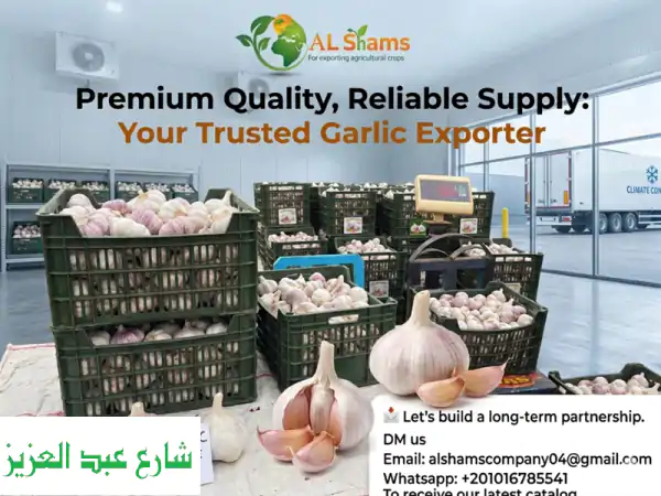pure, pungent, and premium egyptian garlic by al shams sourcing the best garlic for your market ...