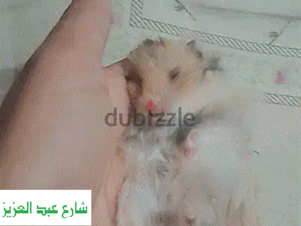 هامستر أليف ذكر للبيع: عمر 5 شهور | رفيقك الصغير المرح ينتظر منزلاً دافئاً!