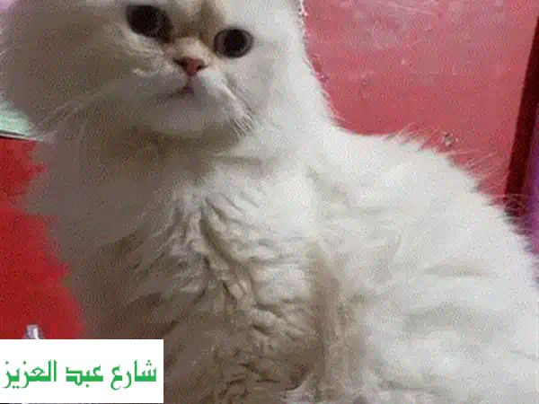 اجذب قلبك بقط شيرازي بيور! 🐾 | لعوب، طيب، 50 يوم | كفر الشيخ الحامول