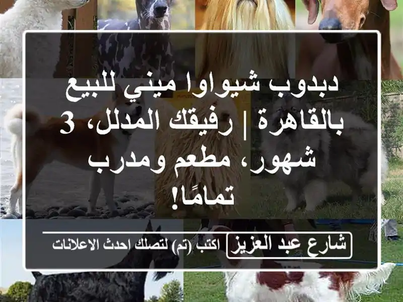 دبدوب شيواوا ميني للبيع بالقاهرة | رفيقك المدلل،...