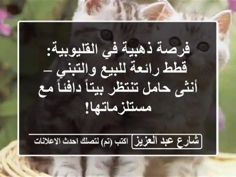 فرصة ذهبية في القليوبية: قطط رائعة للبيع والتبني – أنثى حامل تنتظر بيتاً دافئاً مع مستلزماتها!