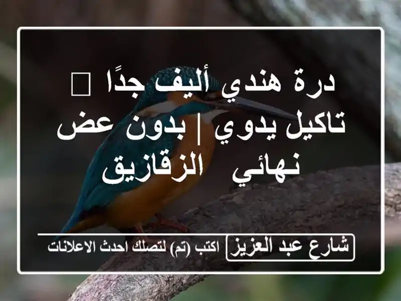 درة هندي أليف جدًا 🦜 تاكيل يدوي | بدون عض نهائي...
