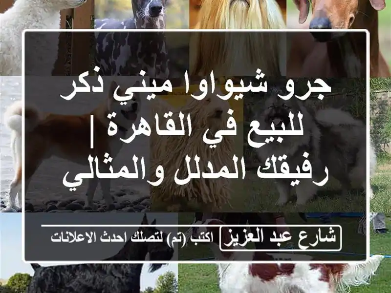 جرو شيواوا ميني ذكر للبيع في القاهرة | رفيقك...