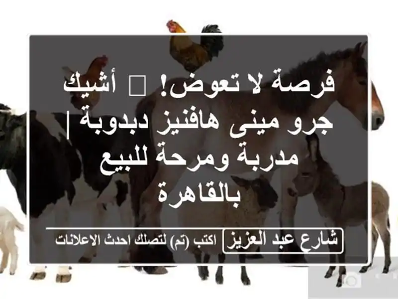فرصة لا تعوض! 🐶 أشيك جرو مينى هافنيز دبدوبة |...