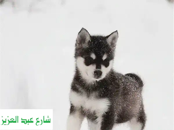 Alaskan Klee Kai puppies from Russia