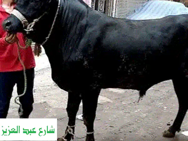لحجز اضاحي بقر بلدي١٠٠%