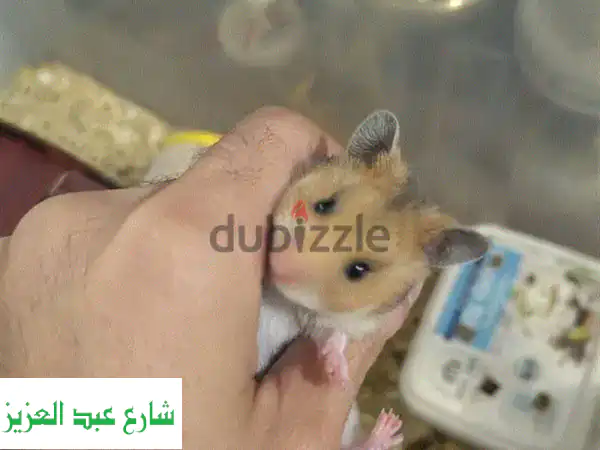 هامسترات سورية مميزة! صغير وكبير، فطام و ٤٠ يوم - رفيقك المرح بانتظارك!
