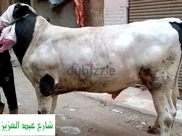 لحجز اضاحي بقر بلدي١٠٠%